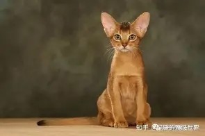 网址-今晚北京首钢门线救险马赛围绕意甲外线爆发，上海海港清晨回应争议瞬间刷屏的简单介绍